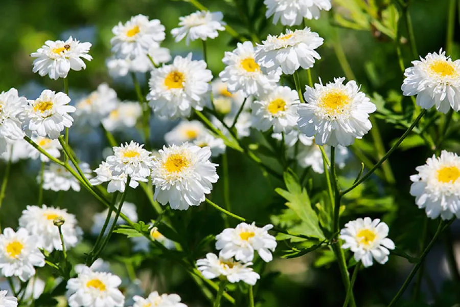 jardin fleuri