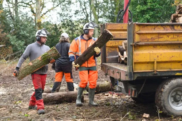 chantier arbre en forêt